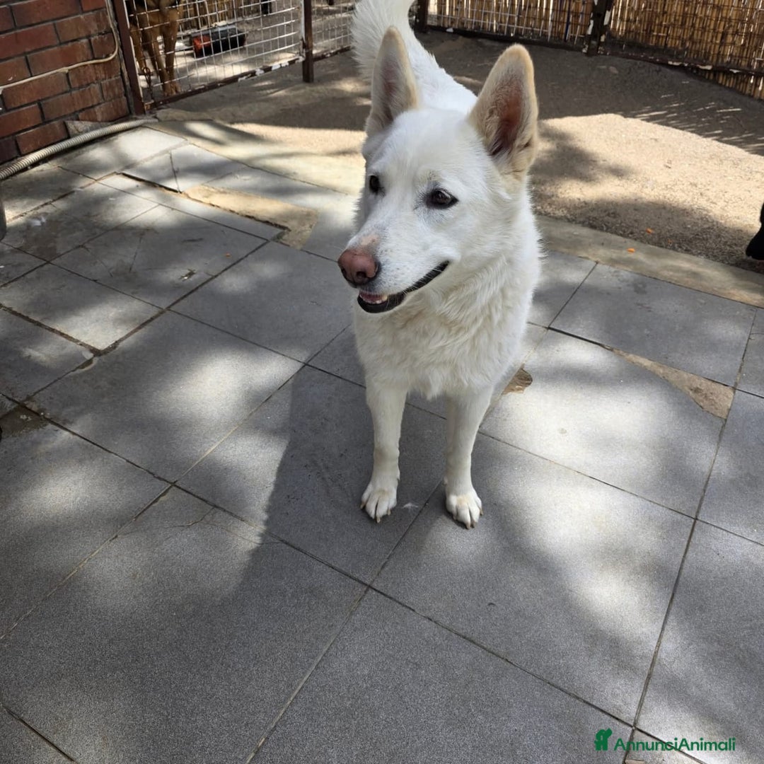 Pastore Svizzero cani in regalo: Splendida simil Pastore Svizzero - SNOW - Annuncio 5