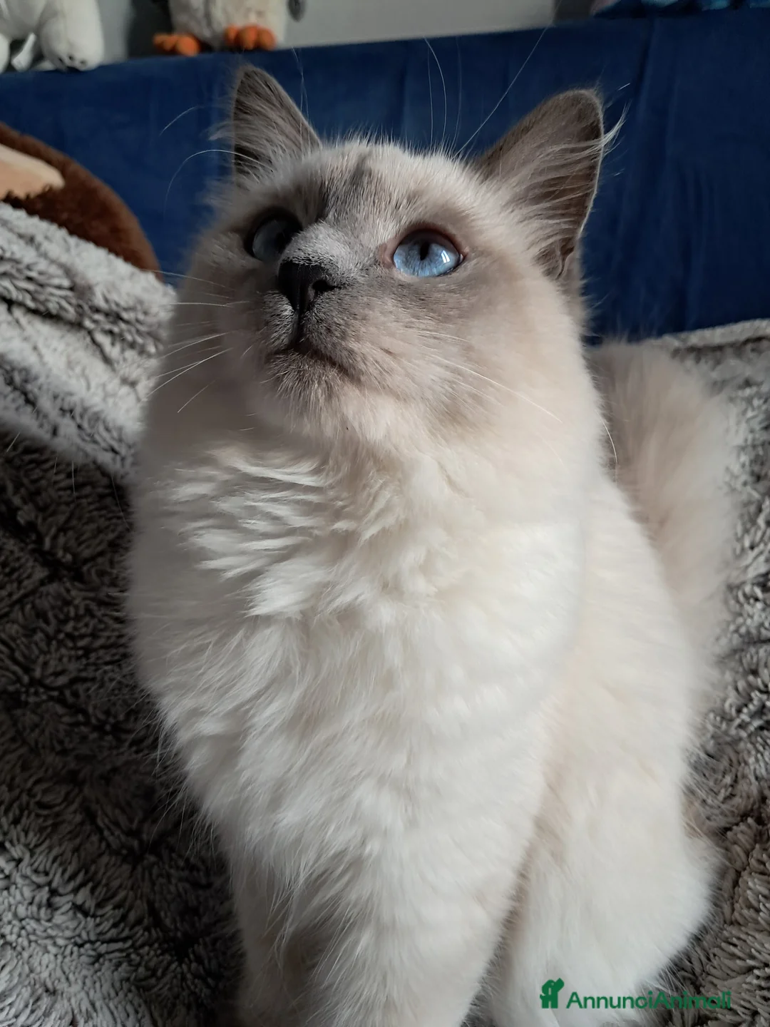 Siberiano gatti in vendita: Cuccioli simil siberiani neva - Annuncio 4