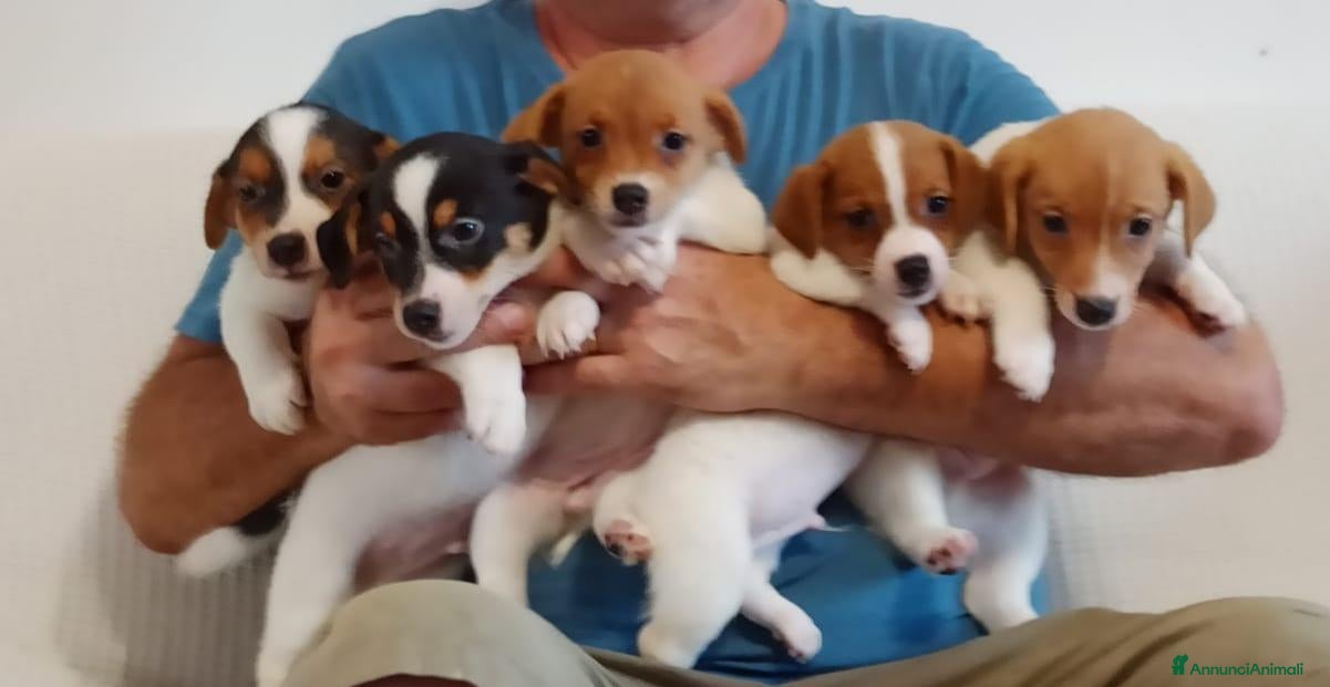 Jack Russell cani Cuccioli Jack Russell terrier con pedigree  - Annuncio 5