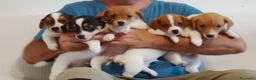 Jack Russell cani in vendita: Cuccioli Jack Russell terrier con pedigree  - Annuncio 1