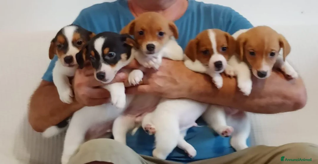 Jack Russell cani in vendita: Cuccioli Jack Russell terrier con pedigree  - Annuncio 1