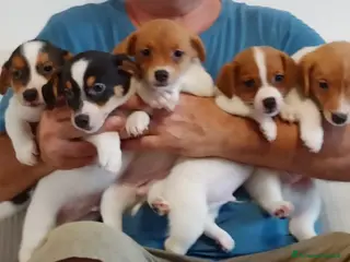 Jack Russell cani Cuccioli Jack Russell terrier con pedigree - Annuncio 5