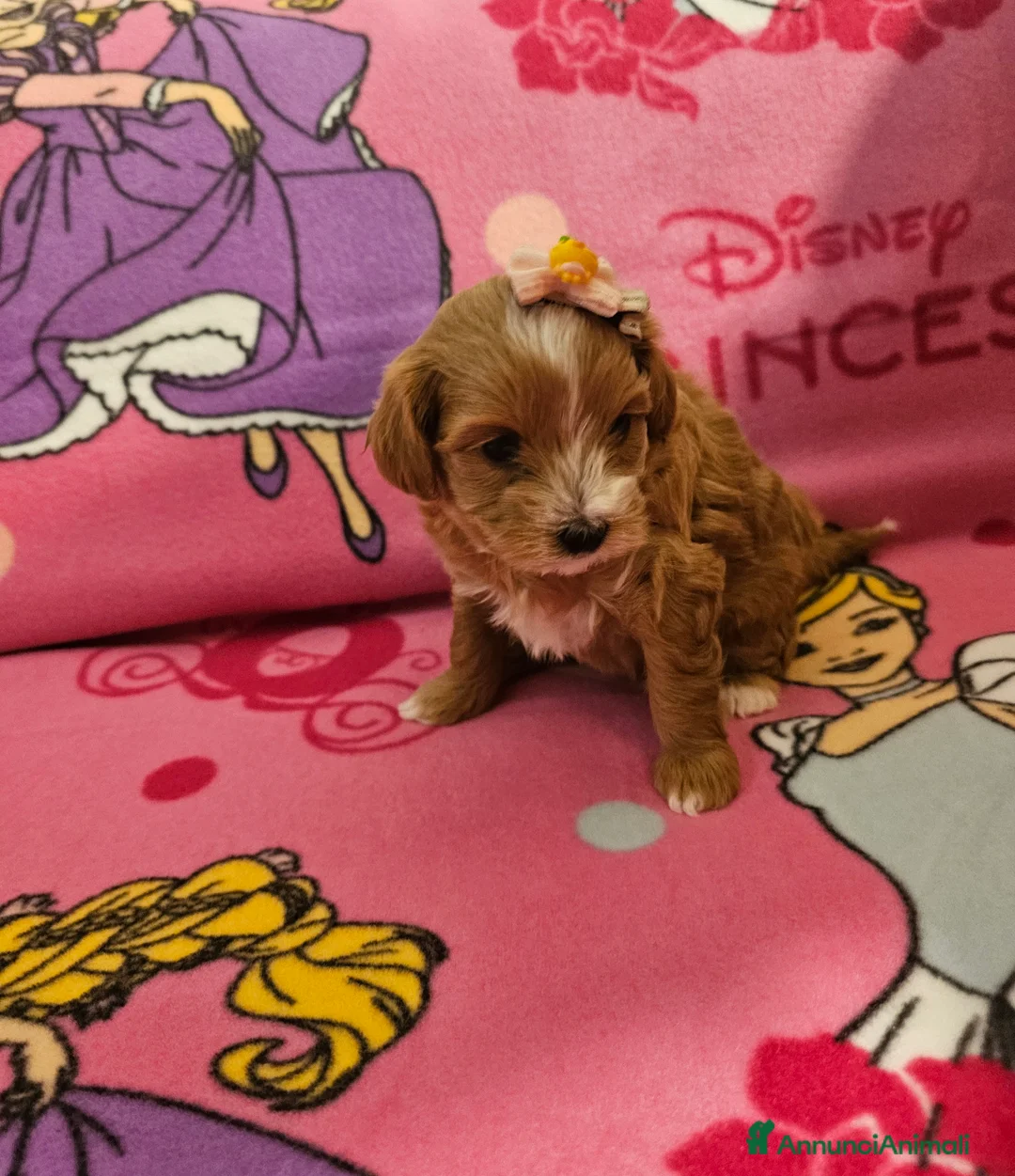 Maltipoo cani in vendita: Bellissimi cuccioli maltipoo  - Annuncio 3