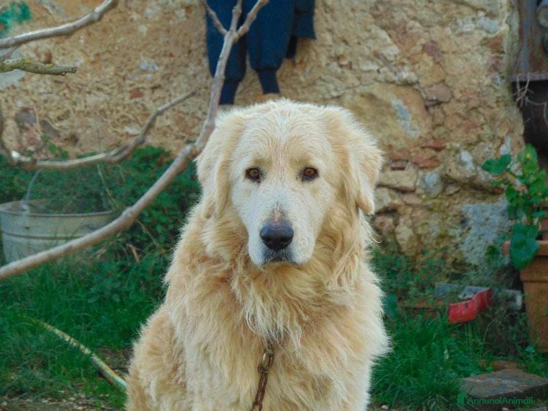 Pastore Maremmano cani in regalo: ROMEO meraviglioso e buonissimo - Annuncio 4