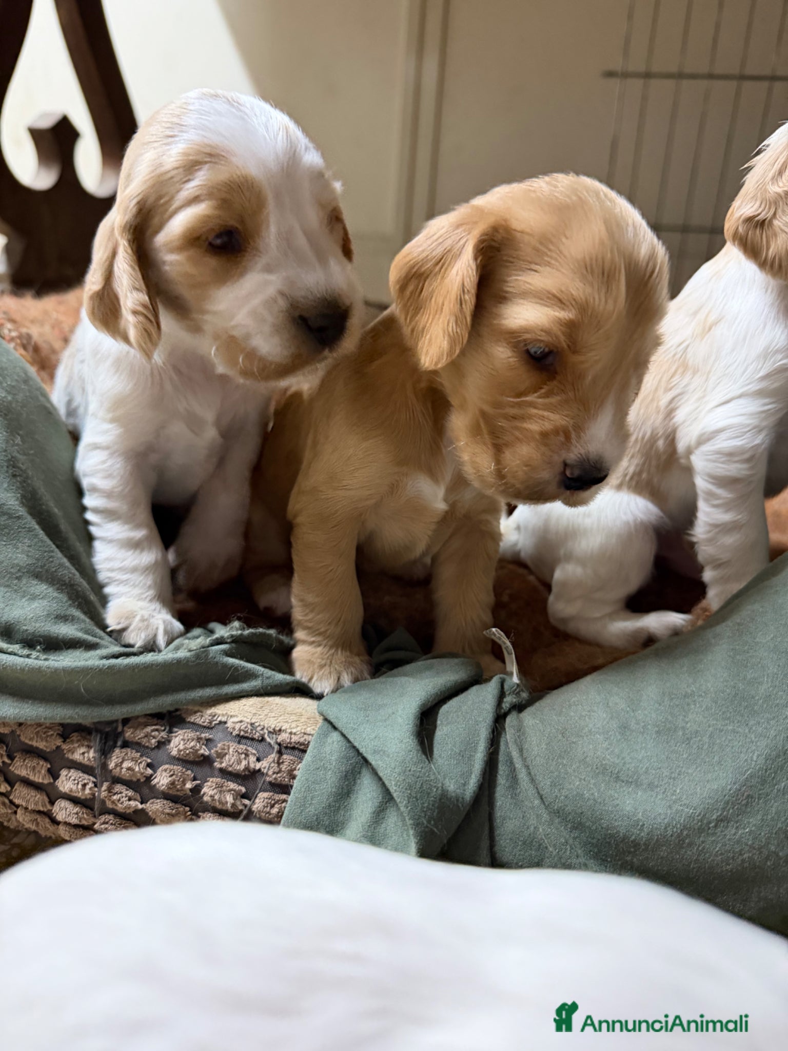Cocker cani in vendita: Cocker cuccioli - Annuncio 1