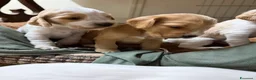 Cocker cani in vendita: Cocker cuccioli a Libero consorzio comunale di Siracusa - Annuncio 1