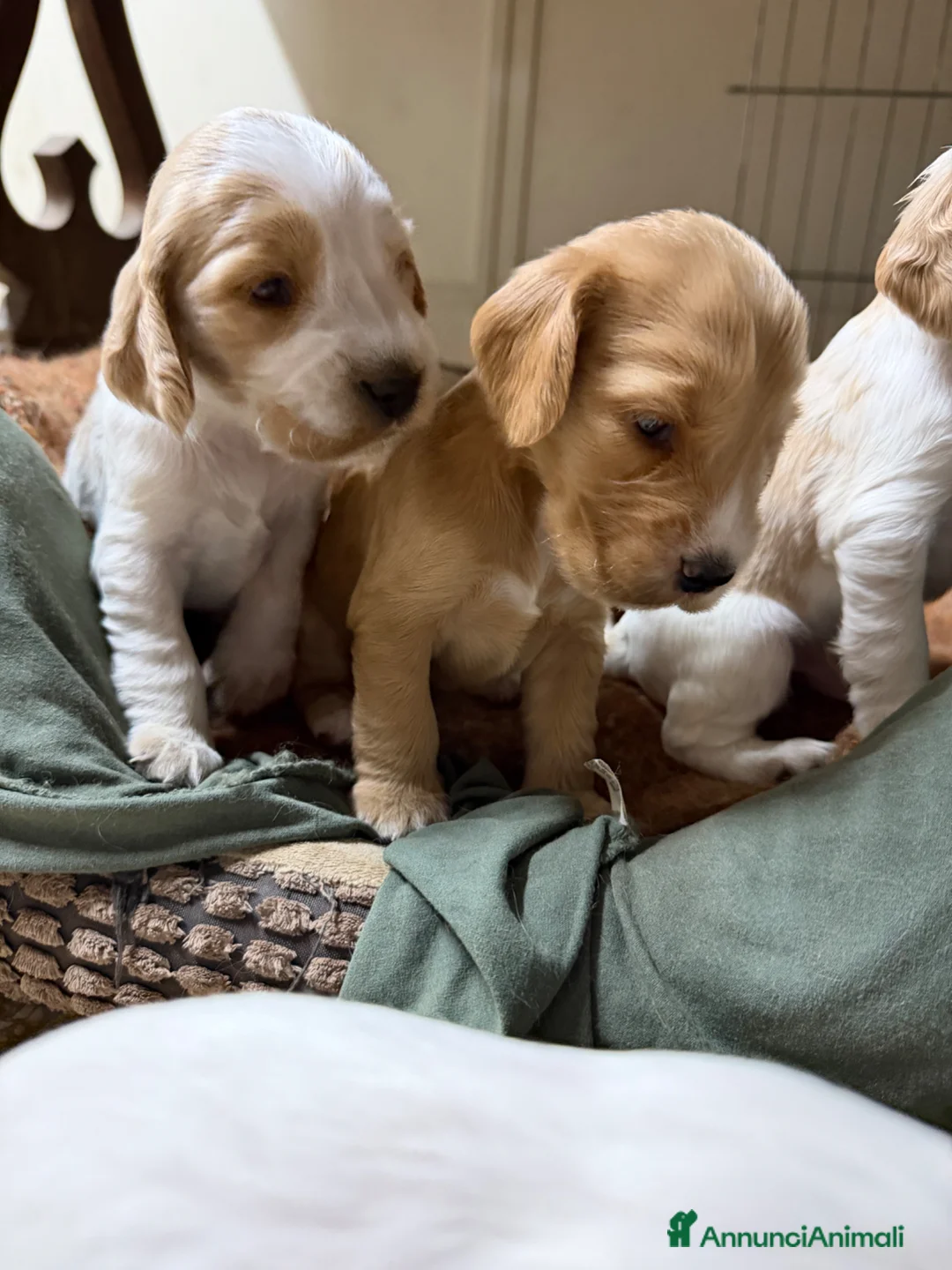Cocker cani in vendita: Cocker cuccioli a Libero consorzio comunale di Siracusa - Annuncio 1