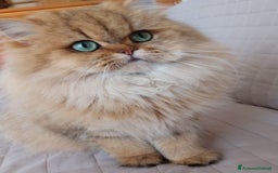 Persiano gatti in vendita: Femmina di persiano, golden a Provincia di Novara - Immagine 5