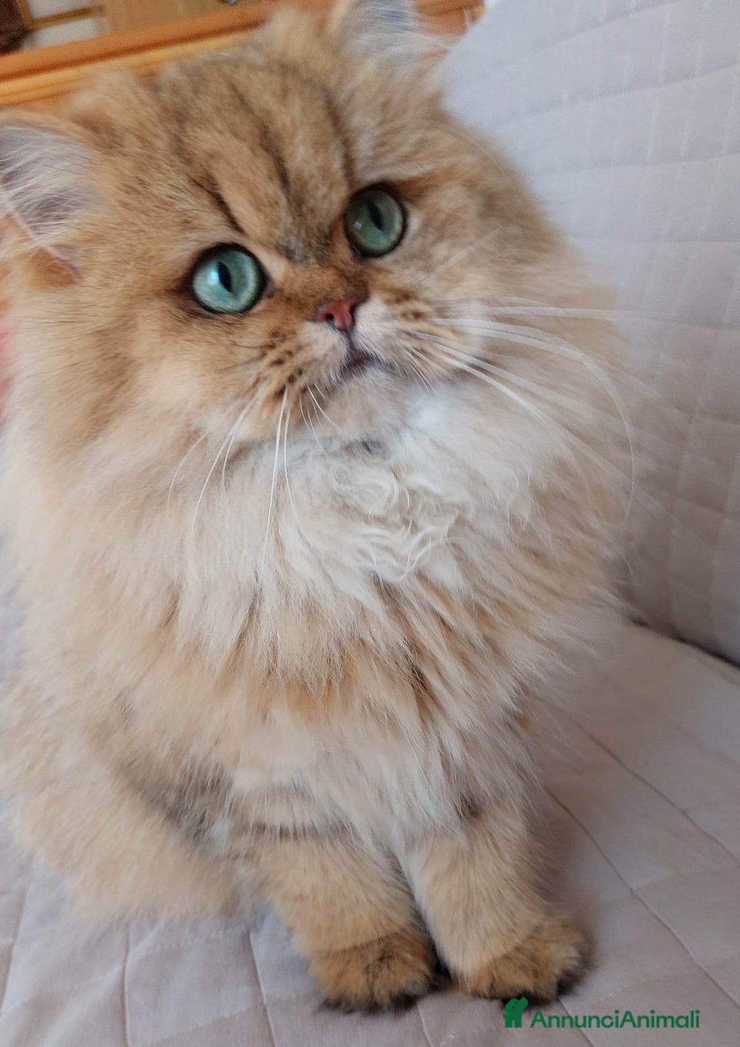 Persiano gatti in vendita: Femmina di persiano, golden a Provincia di Novara - Immagine 5
