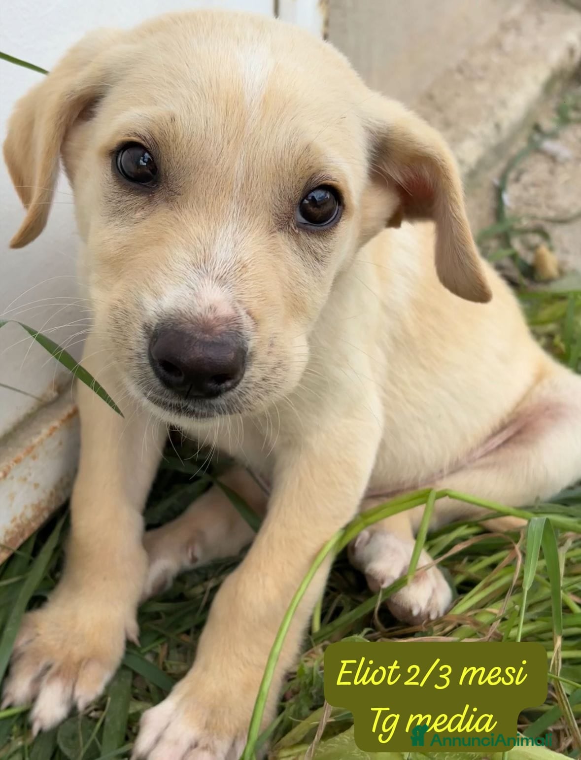 Meticcio cani Cuccioli cercano urgentemente famiglia  - Annuncio 1