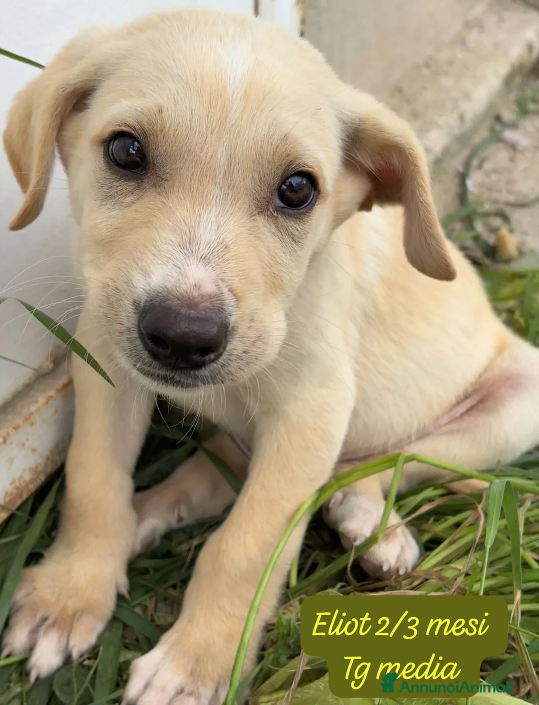 Meticcio cani in regalo: Cuccioli cercano urgentemente famiglia  a Provincia di Monza e della Brianza - Annuncio 1