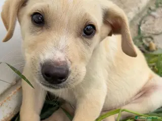 Meticcio cani Cuccioli cercano urgentemente famiglia - Annuncio 1