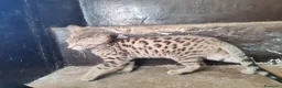 Bengala gatti in vendita: Gatto del Bengala cuccioli  - Annuncio 10