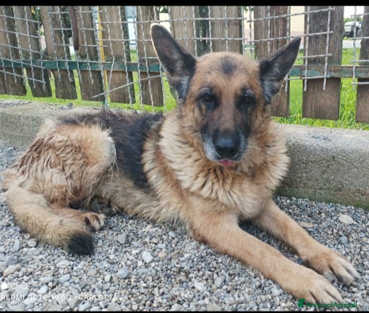 Meticcio cani 3 mix pastori 3mesi mollati e salvati.SOS CASA SUD - Annuncio 7