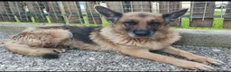 Meticcio cani in regalo: 3 mix pastori 3mesi mollati e salvati.SOS CASA SUD - Annuncio 1