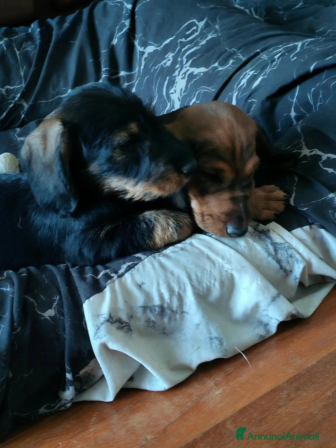 Bassotto cani in vendita: Bassotto pelo duro - Annuncio 2