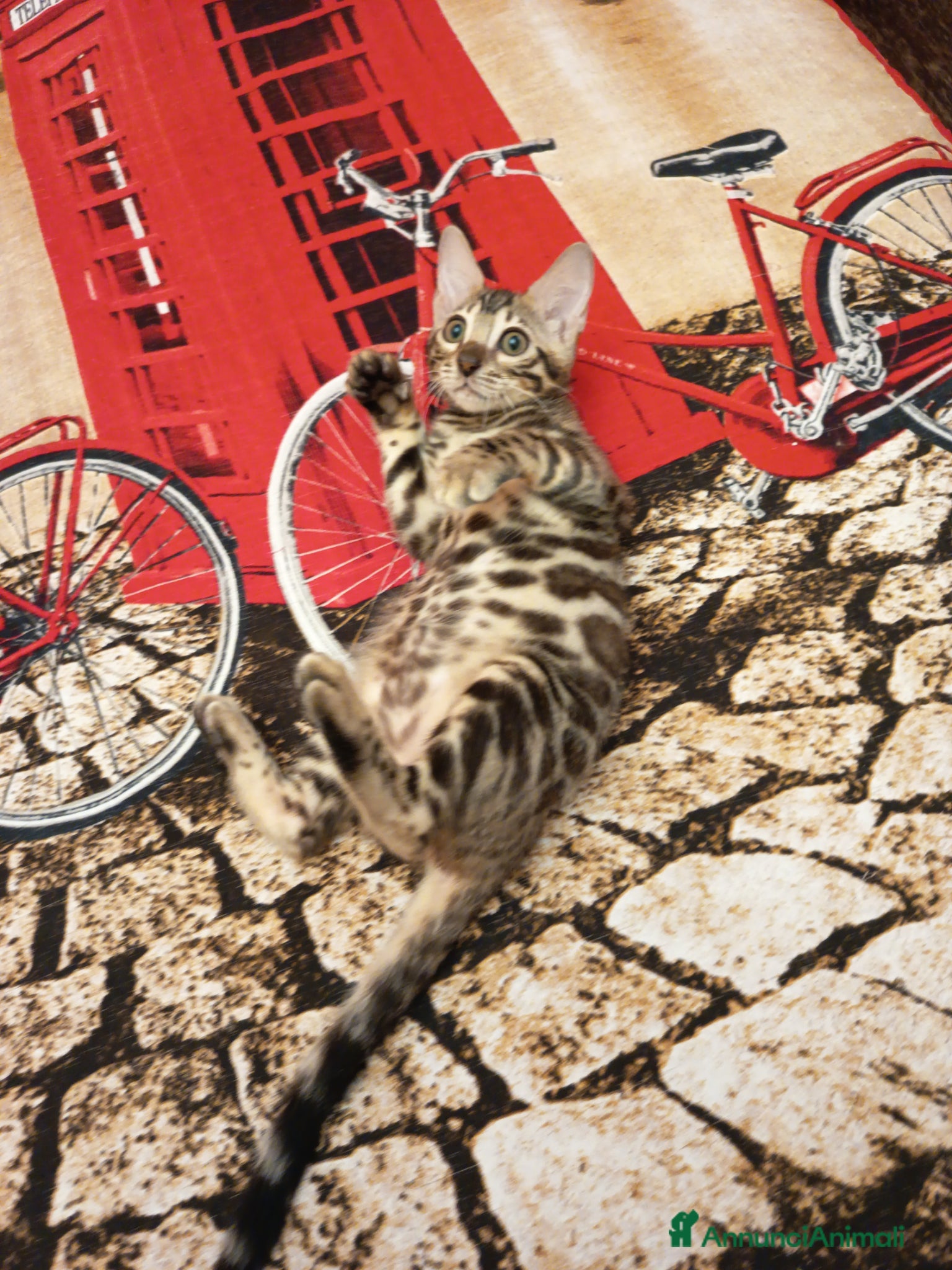 Bengala gatti la meraviglia di Selected Breed 🥰 - Annuncio 2