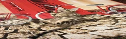 Bengala gatti in vendita: la meraviglia di Selected Breed 🥰 - Annuncio 1