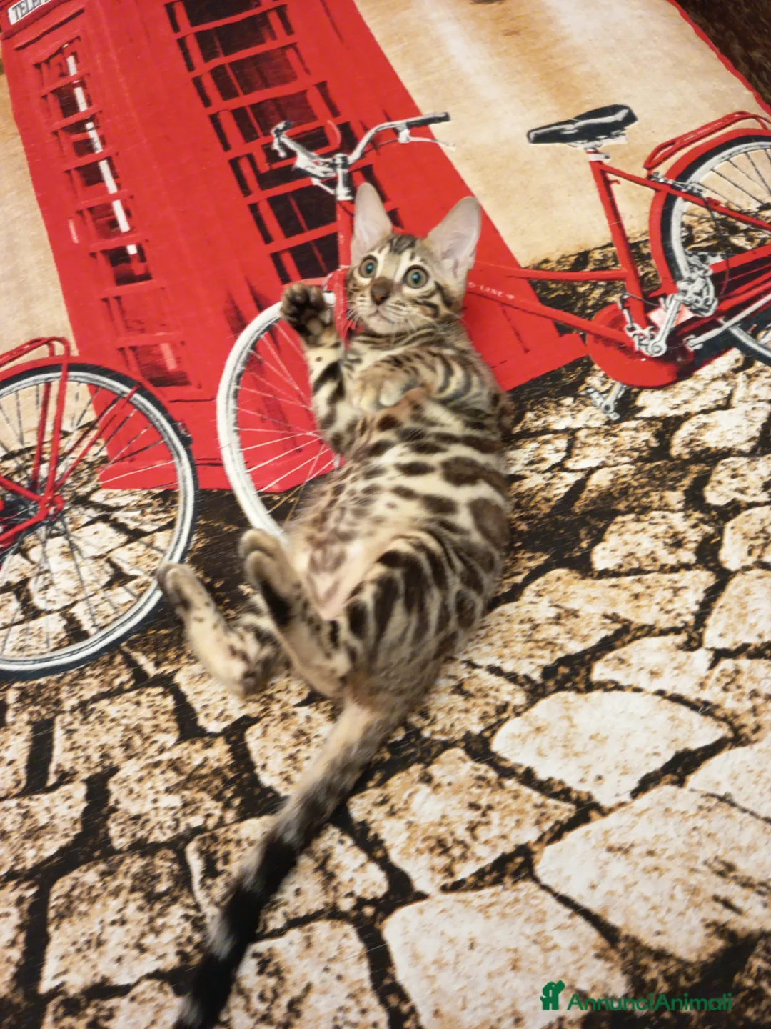 Bengala gatti in vendita: la meraviglia di Selected Breed 🥰 - Annuncio 1