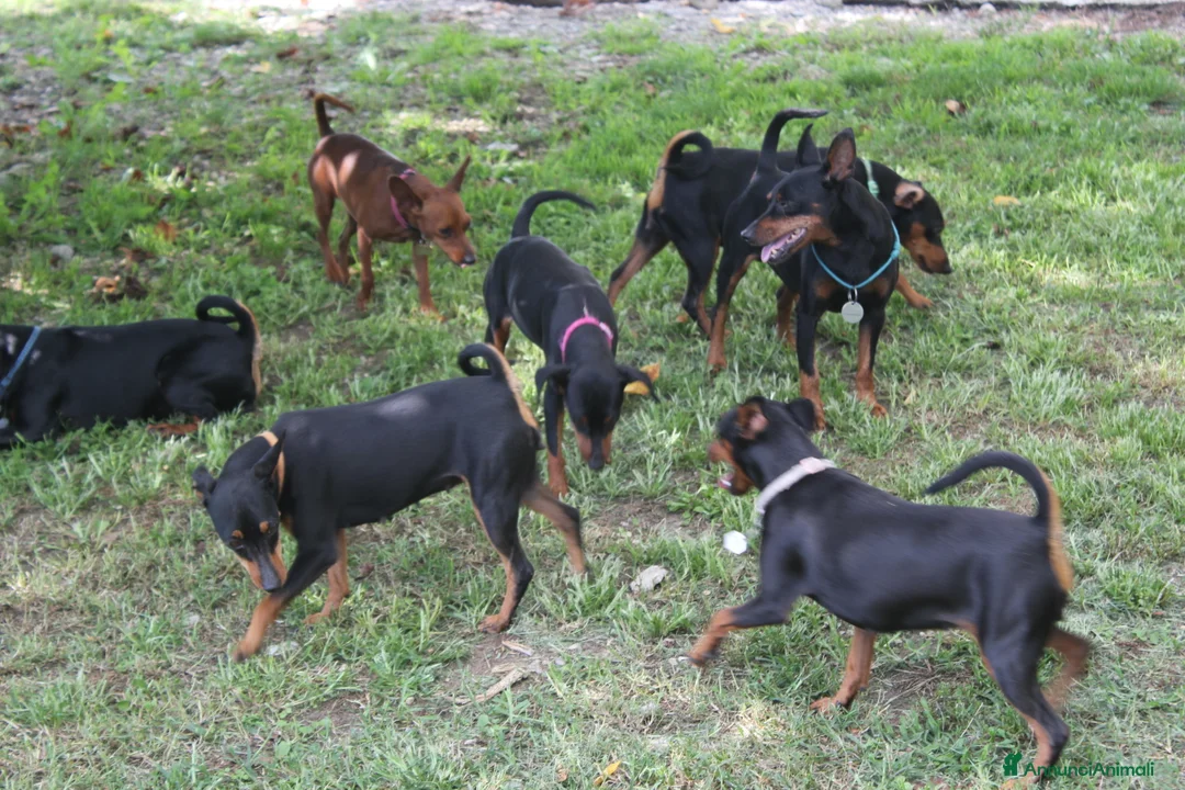 Pinscher Miniatura cani in vendita: Pinscher nano  - Annuncio 12