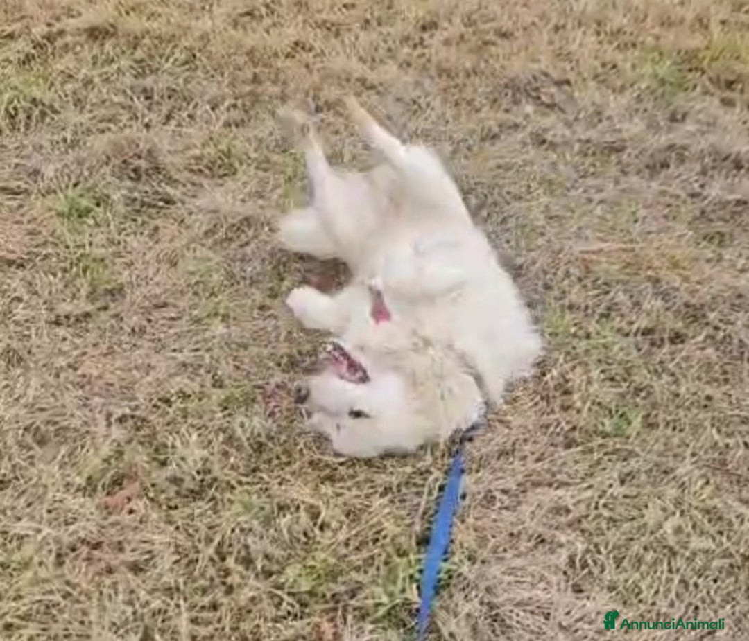 Meticcio cani in regalo: Bubu batuffolone splendido in box da 2anni!NOVARA a Città metropolitana di Milano - Annuncio 9