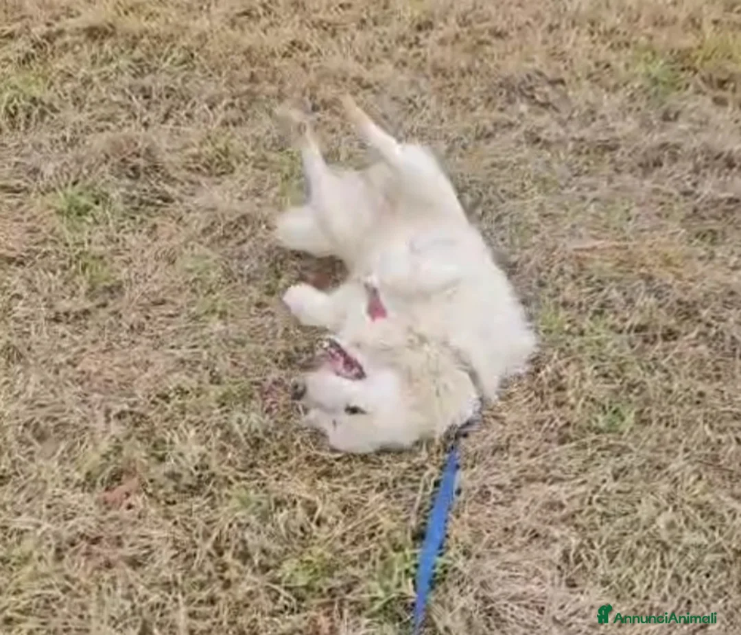Meticcio cani in regalo: Bubu batuffolone splendido in box da 2anni!NOVARA a Città metropolitana di Milano - Annuncio 9