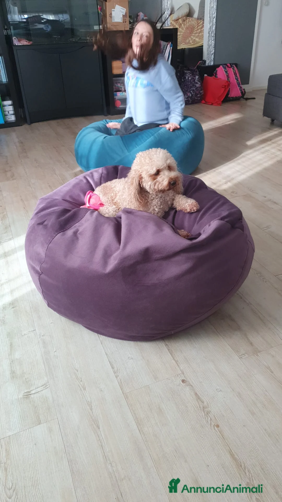 Barboncino cani in vendita: Cucciolata casalinga  - Annuncio 2