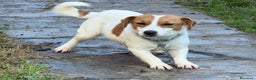 Jack Russell cani in vendita: Cuccioli Jack Russell  pelo liscio con pedigree - Annuncio 5
