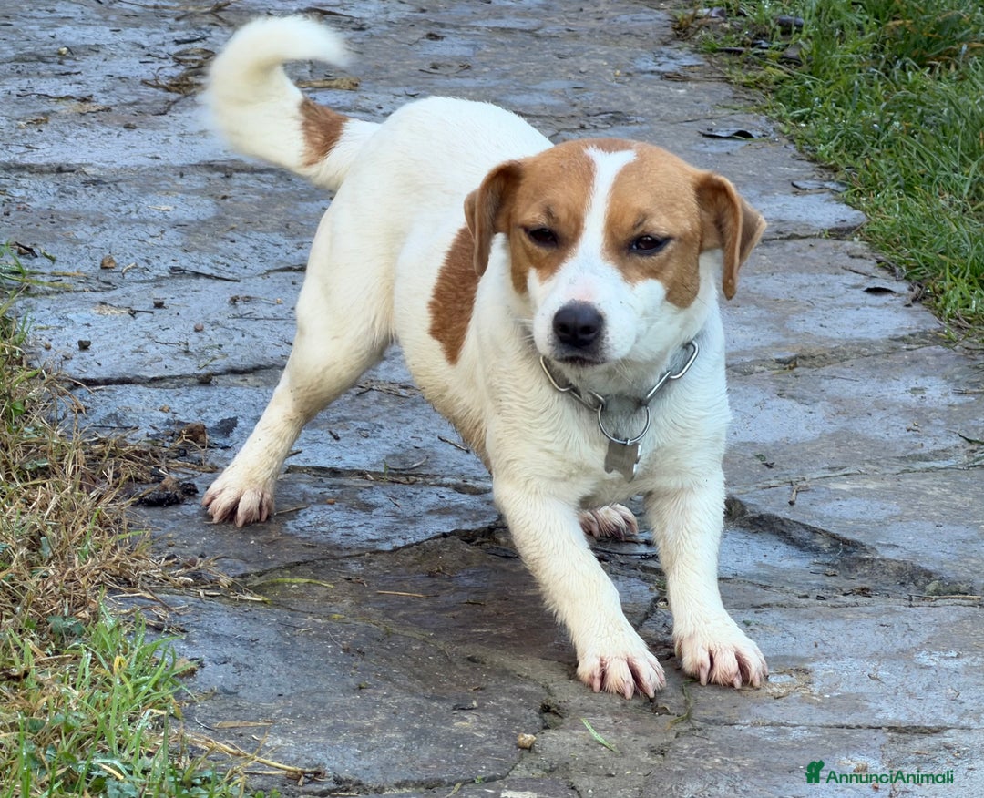 Jack Russell cani in vendita: Cuccioli Jack Russell  pelo liscio con pedigree - Annuncio 5