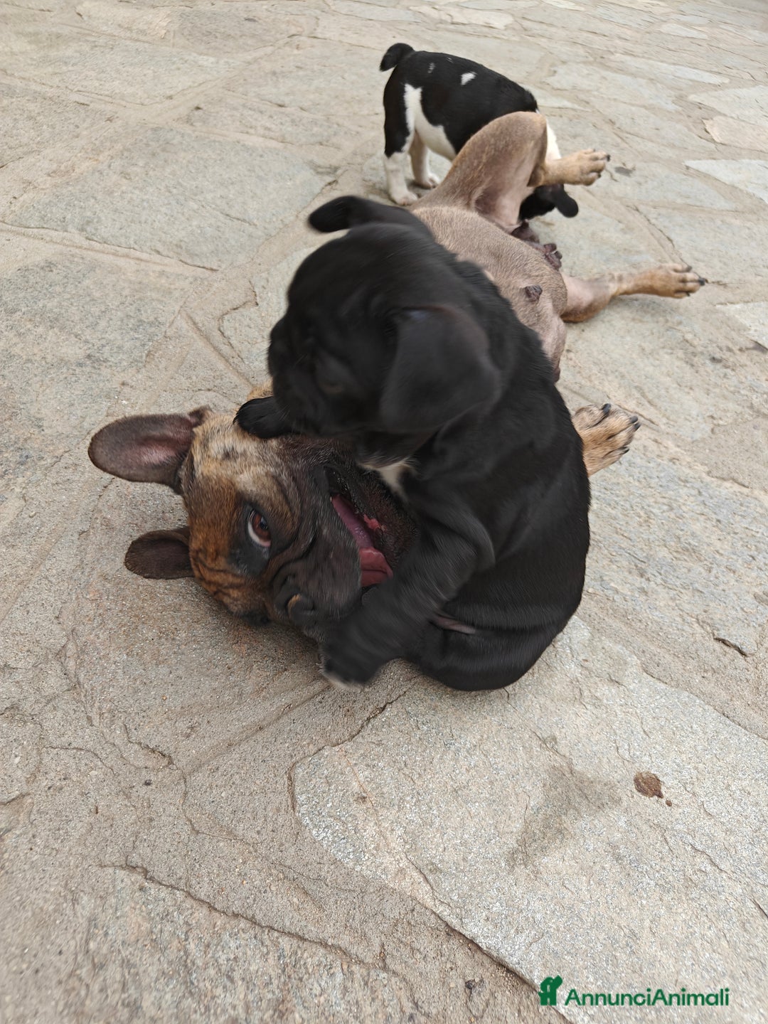 Bulldog Francese cani in vendita: CUCCIOLI DI BULLDOG FRANCESE a Provincia di Cuneo - Immagine 12
