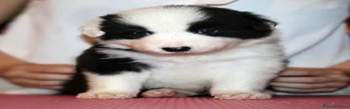 Border Collie 2