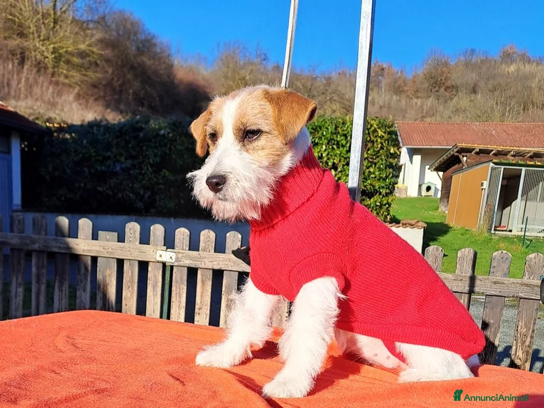 Jack Russell cani in vendita: Cucciol0 Jack ruvid0 - Annuncio 6