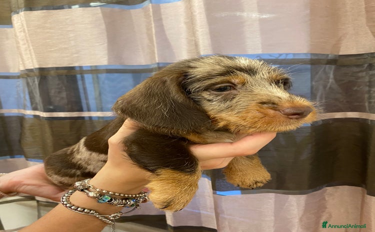 Bassotto cani a Libero consorzio comunale di Trapani - Annuncio 1