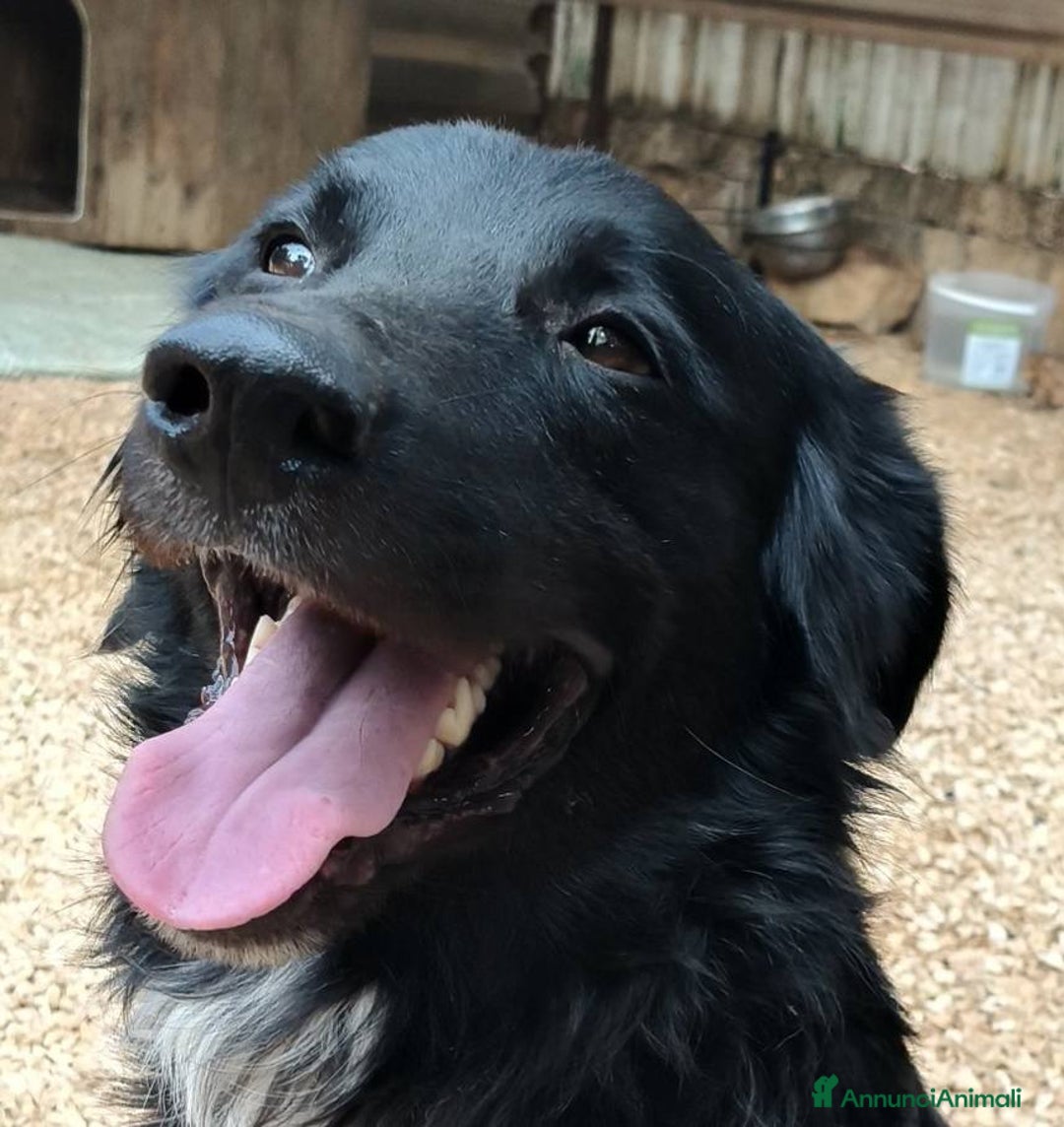 Meticcio cani in regalo: Sansone cagnolino speciale adatto a tutti - Annuncio 1