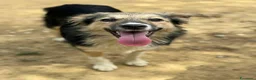 Meticcio cani in regalo: KITKAT, cucciola dolce come il miele! TG PICCOLA - Annuncio 1