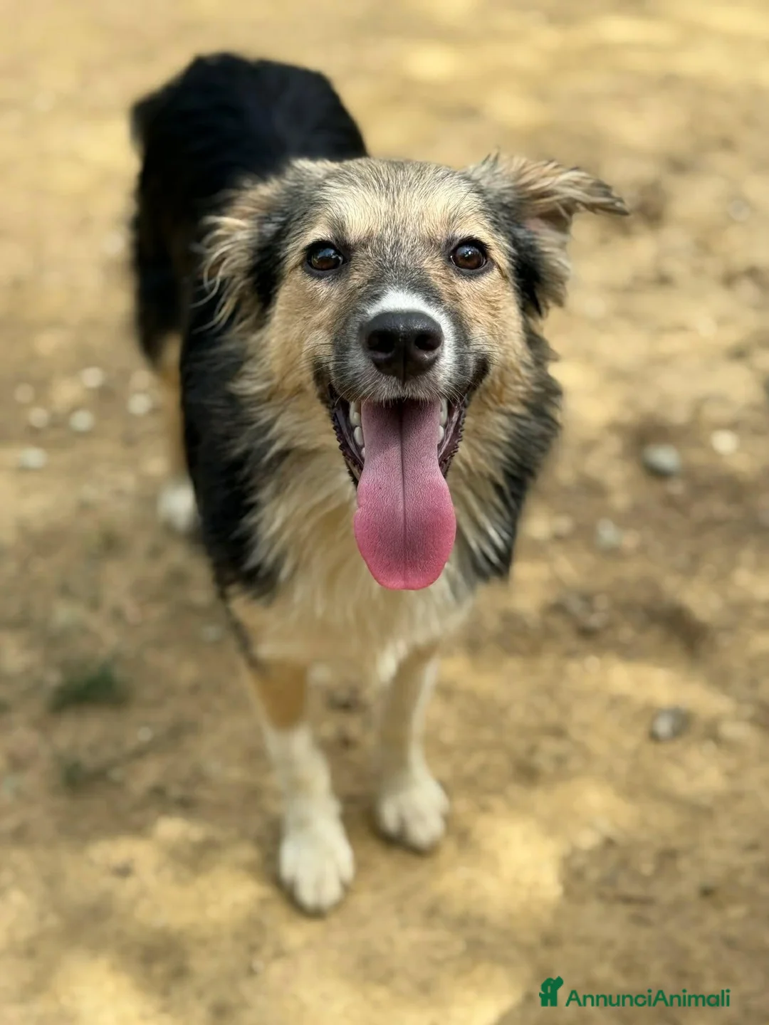 Meticcio cani in regalo: KITKAT, cucciola dolce come il miele! TG PICCOLA - Annuncio 1