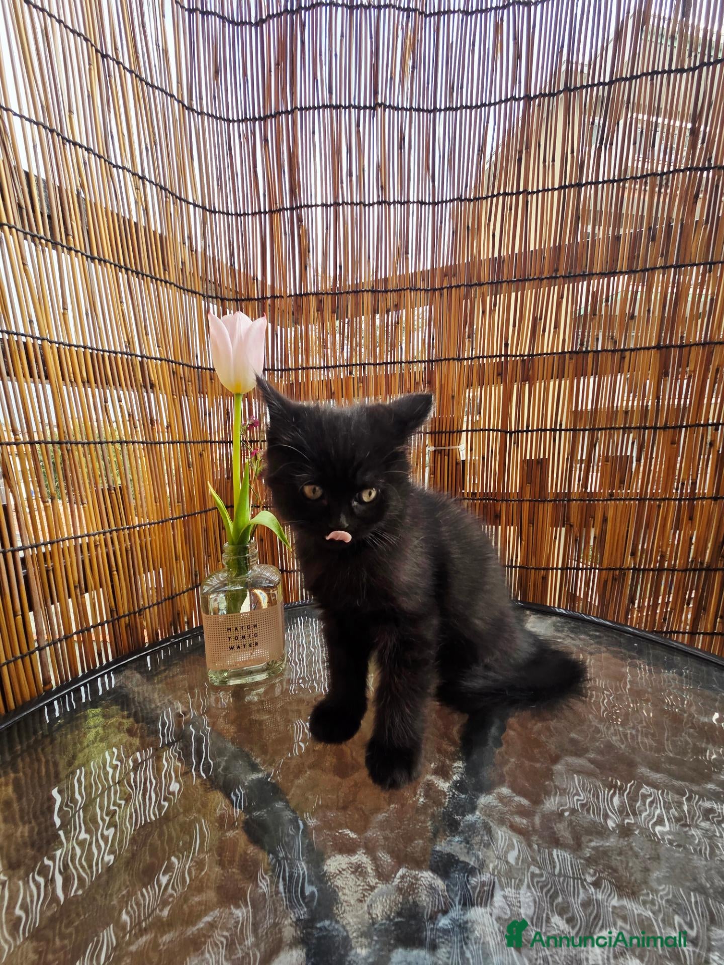 Persiano gatti VOLEVO UN GATTO NERO 🎶 - Annuncio 5