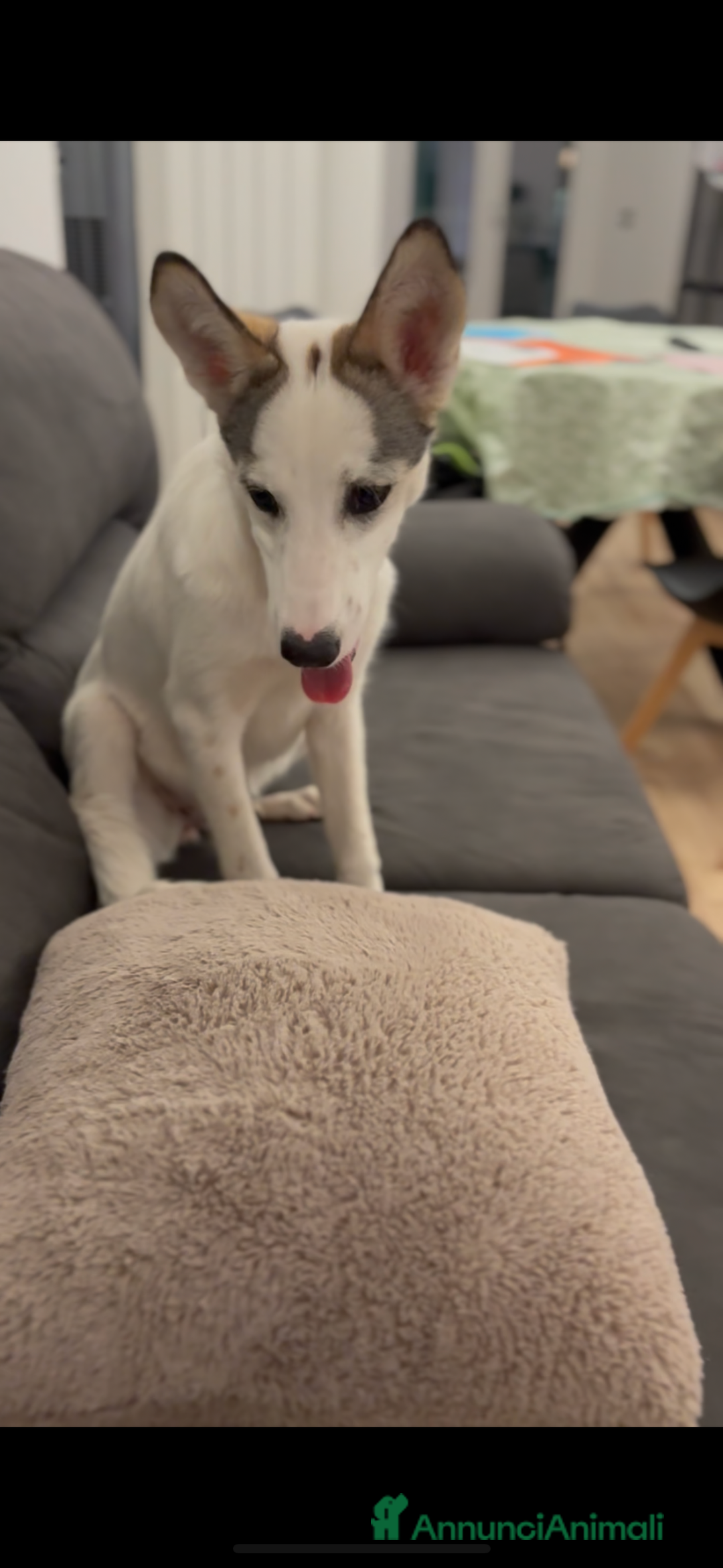 Meticcio cani in regalo: Cucciola cerca casa - Annuncio 5