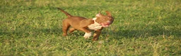 Pitbull cani in vendita: Cuccioli Pit Bull con pedigree anche a rate - Annuncio 29