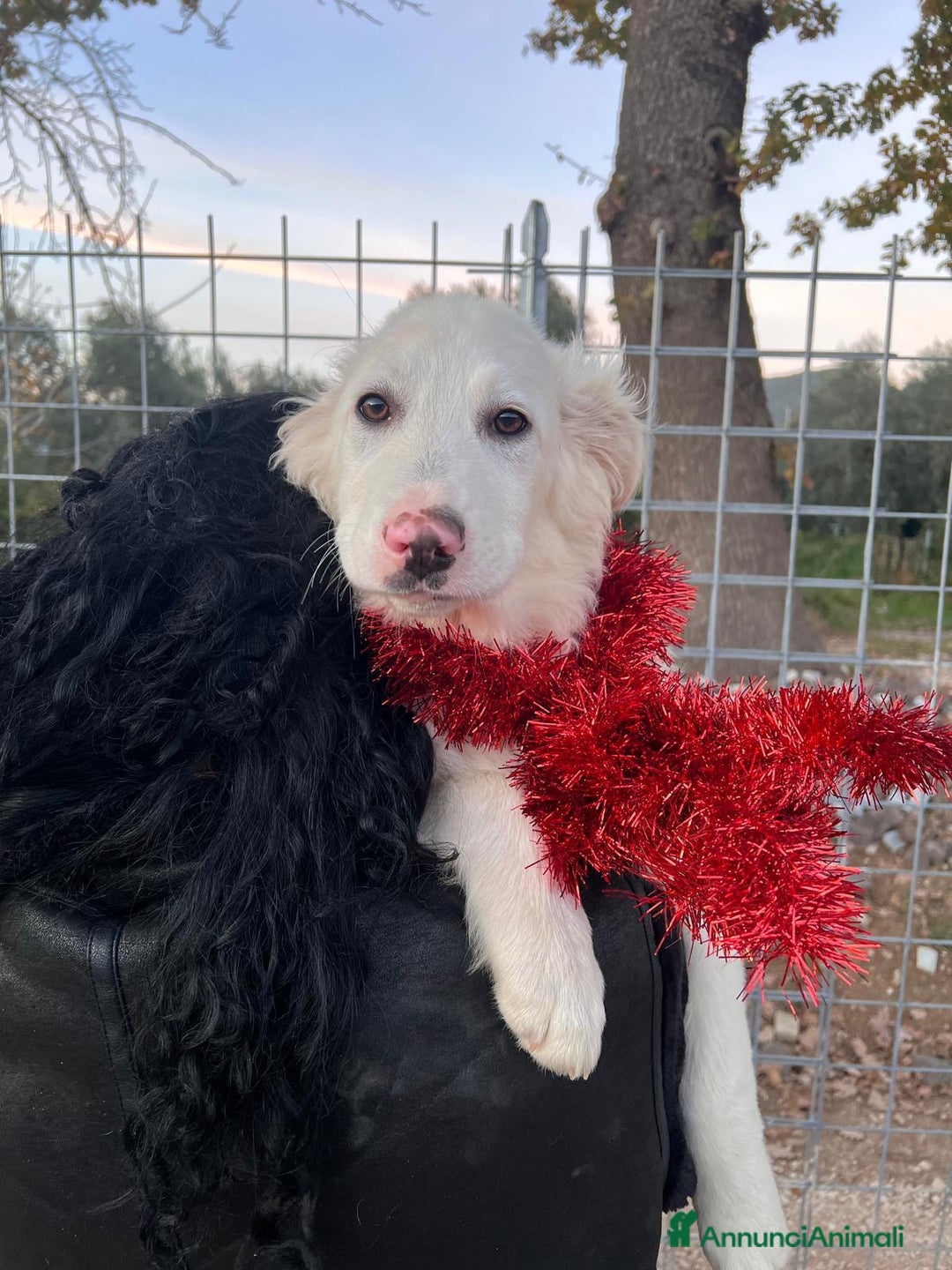 Meticcio cani in regalo: Cucciolo derivato Maremmano 3 mesi 1/2 - Annuncio 4