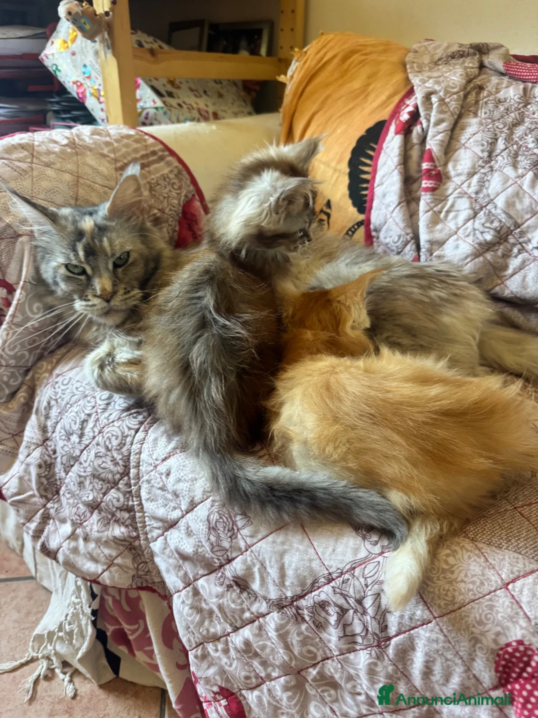 Maine Coon gatti in vendita: Bellissimi MAINE COON pagabili in 3 rate - Annuncio 1