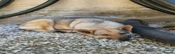 Lupo Cecoslovacco cani in regalo: Sissi splendida cucciola mix lupo cecoslovacco  - Annuncio 2