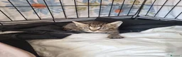 Europeo gatti in regalo: Gattini  a Città Metropolitana di Bologna - Annuncio 2