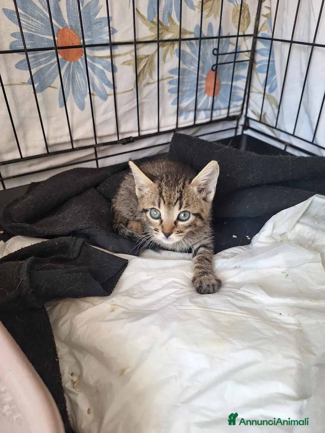 Europeo gatti in regalo: Gattini  a Città Metropolitana di Bologna - Annuncio 2