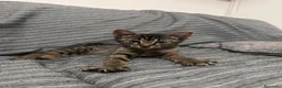 Altre razze gatti in regalo: Regalo gatto randaggio  a Città Metropolitana di Bologna - Annuncio 1