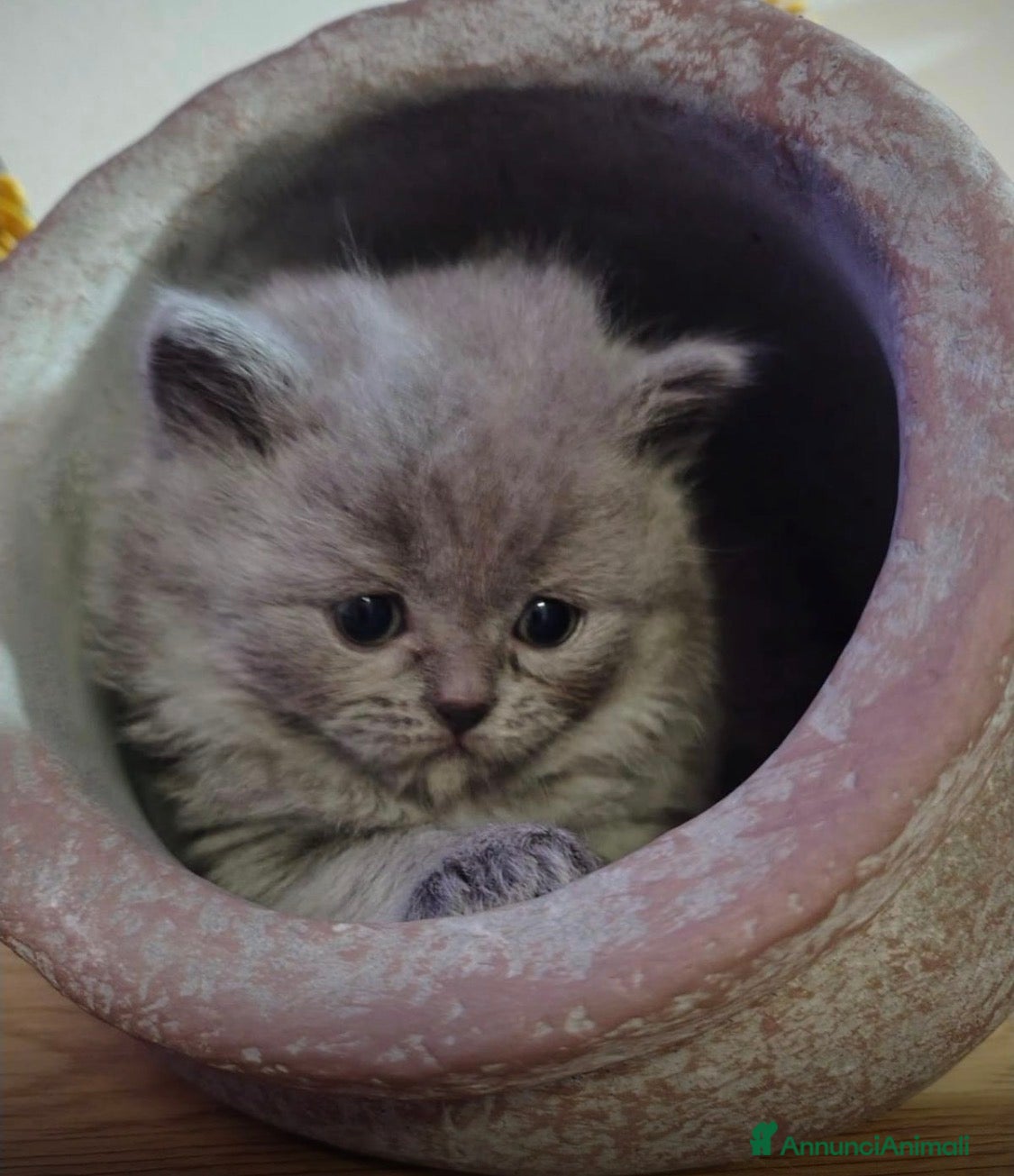 Scottish gatti Schottish straight/fold  - Annuncio 6