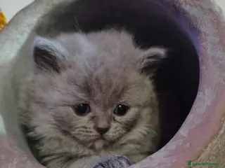 Scottish gatti Schottish straight/fold - Annuncio 6