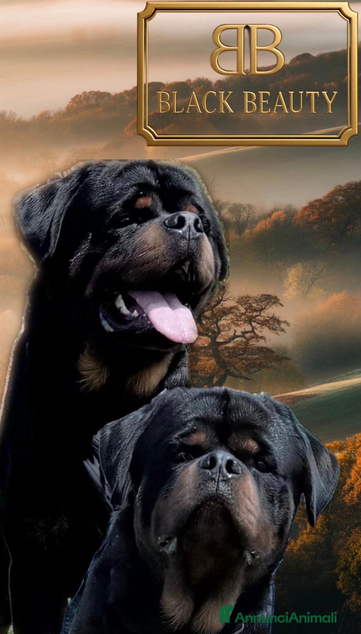 Rottweiler cani Cuccioli Rottweiler con pedigree enci - Annuncio 2