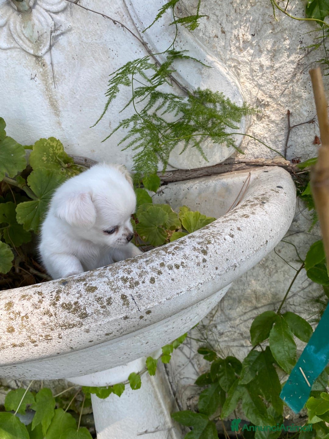 Chihuahua cani in vendita: Cuccioli Chihuahua con pedigree  - Annuncio 1