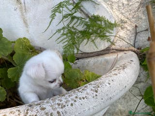 Chihuahua cani Cuccioli Chihuahua con pedigree - Annuncio 31